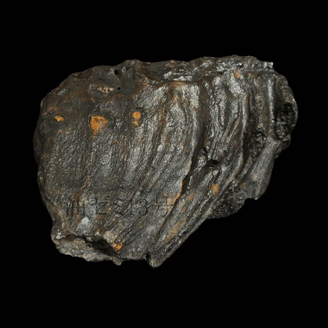 ナウマンゾウ 臼歯 化石 標本 コレクション｜ナウマンゾウ 臼歯 化石