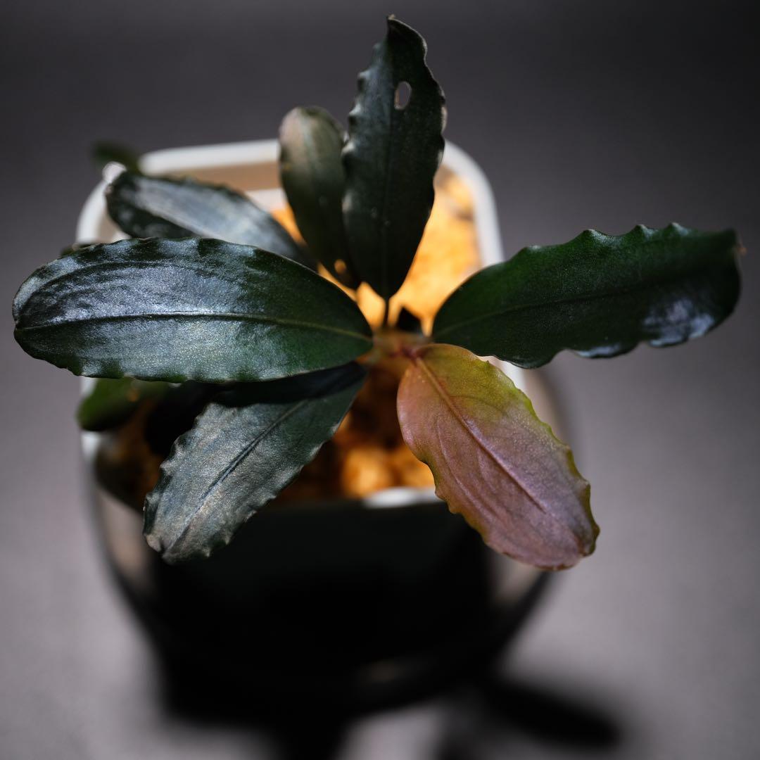 Bucephalandra sp. „Dark afika” 🔥🔥🔥 K@RさんBucephalandra sp