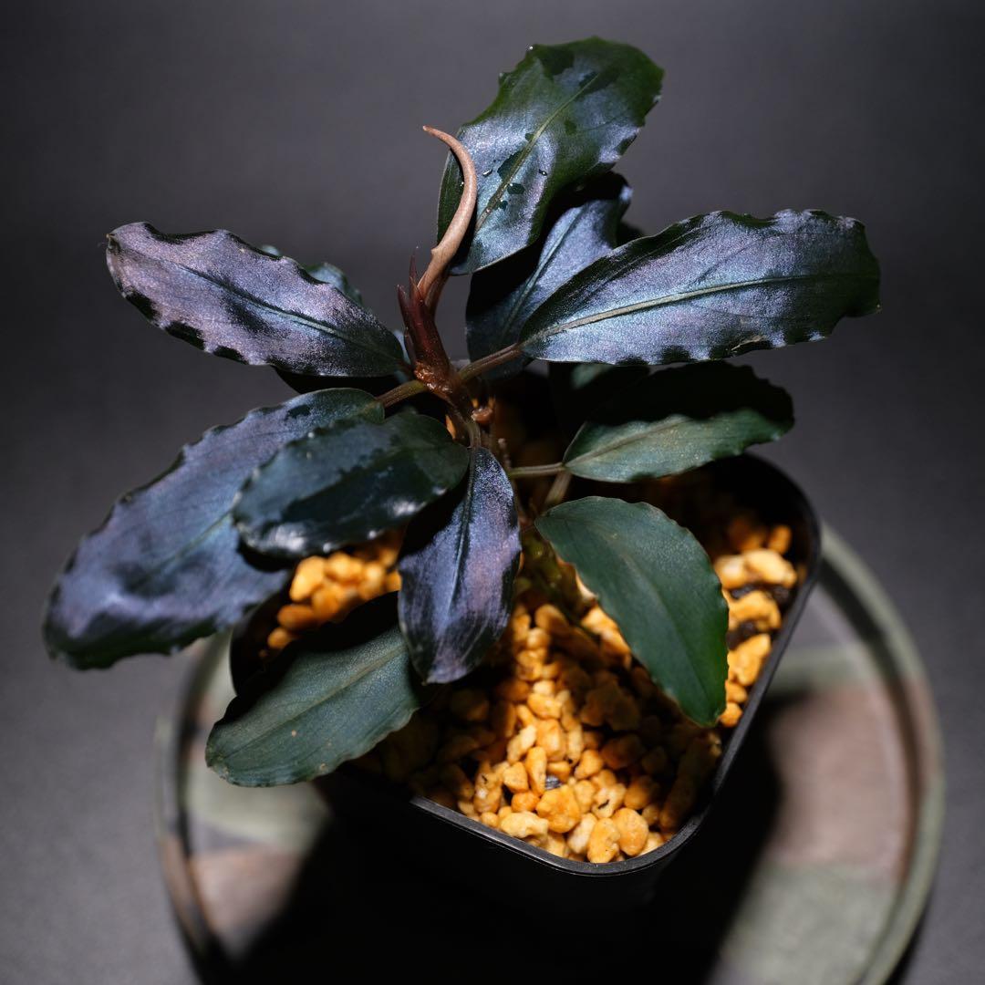 K@RさんBucephalandra sp. Dark Africa