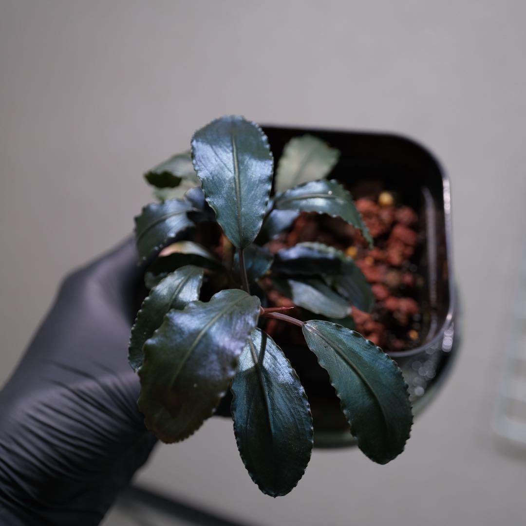 K@RさんBucephalandra sp. Dark Africa