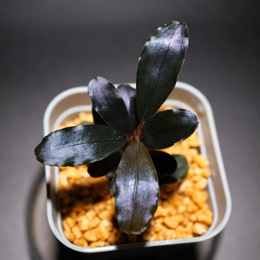 K@RさんBucephalandra sp. Dark Africa