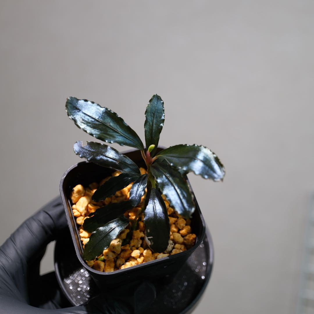 K@RさんBucephalandra sp. Dark Africa