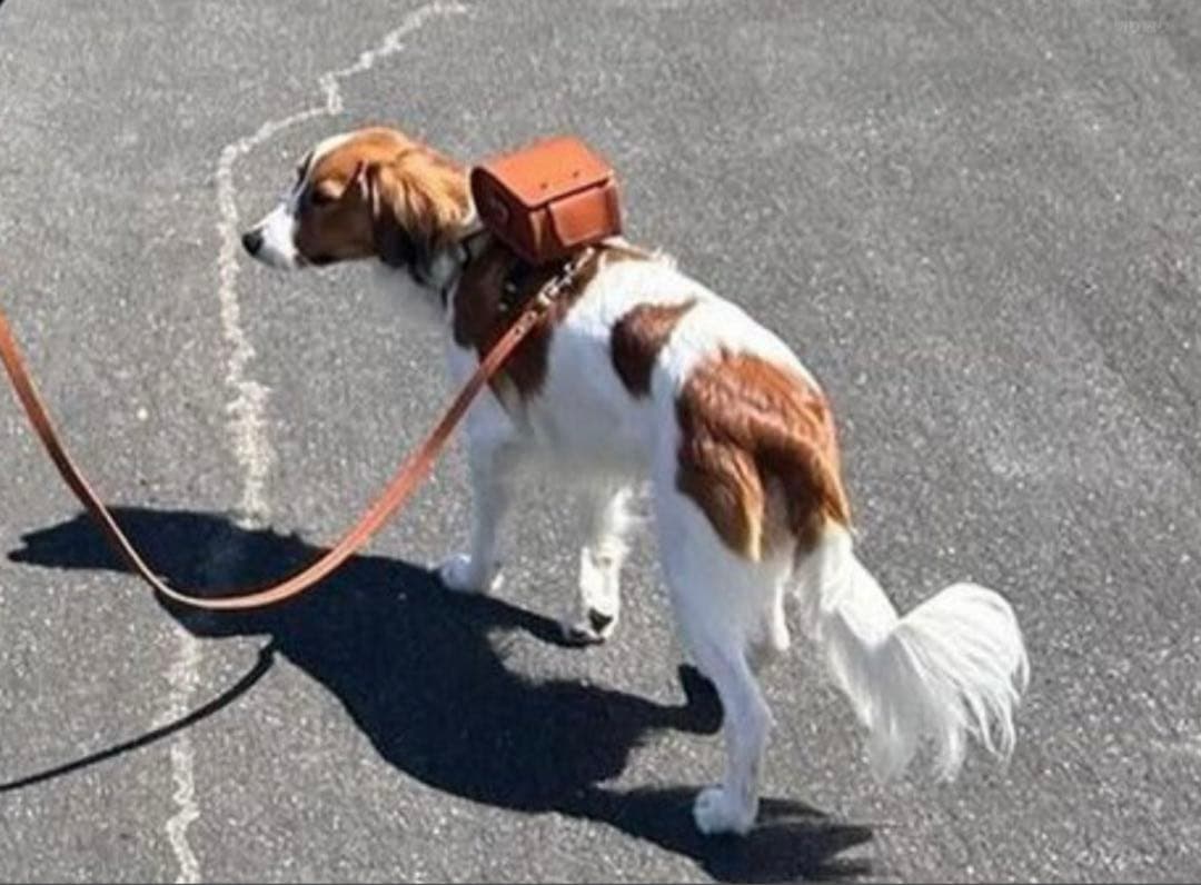 予約限定品ペットランドセル 大谷翔平選手の愛犬デコピン 土屋鞄