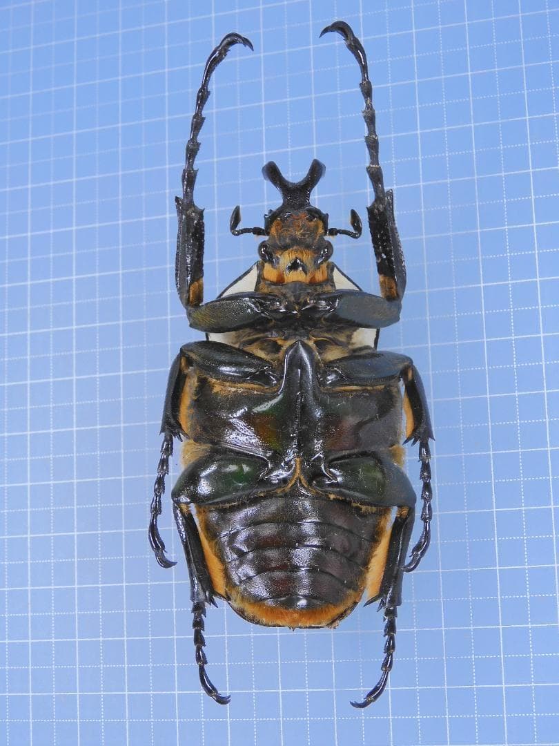 Cameroon Goliathus goliathus 79mm 標本 Cameroon Goliathus