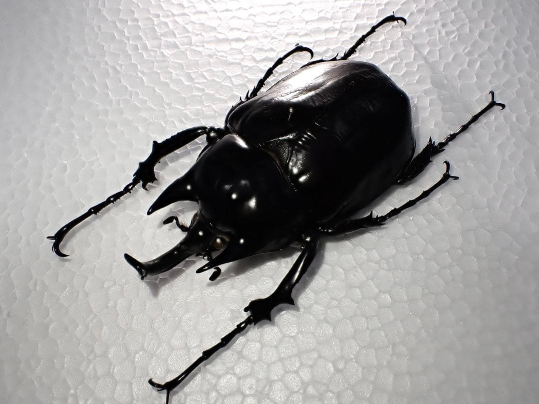 標本】ヴァズデメロゾウカブトボリビア産100.1ミリ飼育品WF2