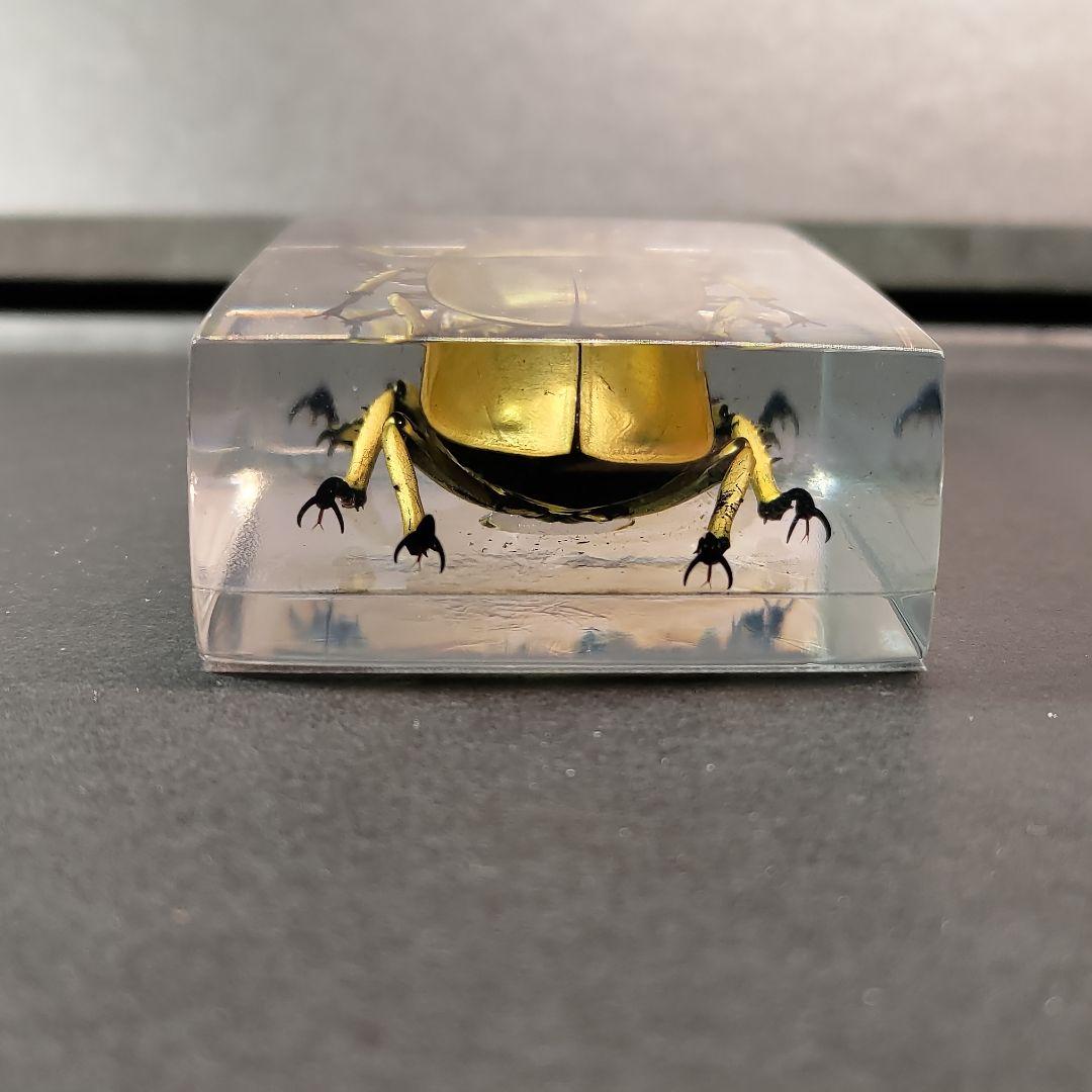 クワガタ 樹脂標本 オウゴンオニ