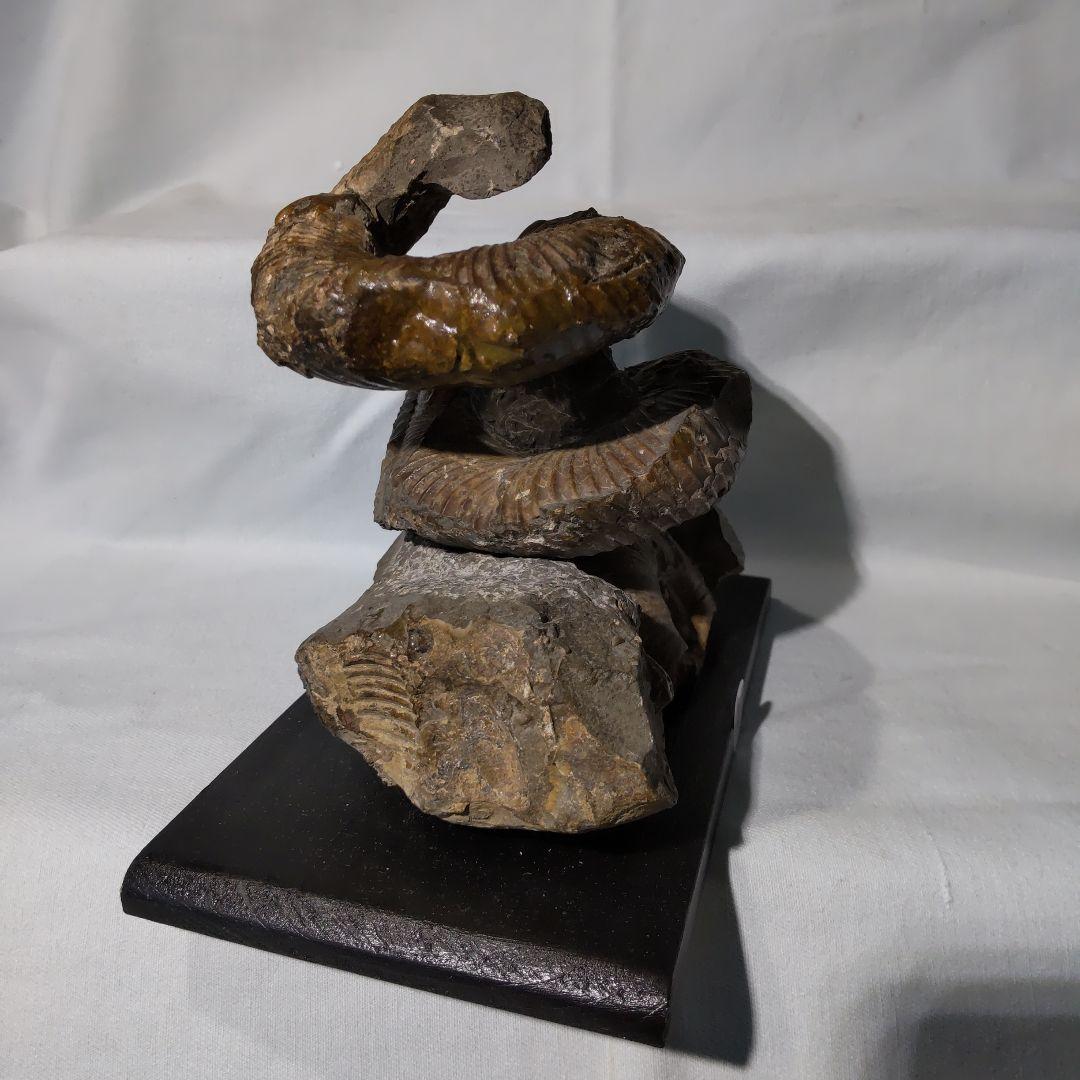 『ちび様』専用取引品、北海道アンモナイト化石　異常巻３点＋正常巻１点