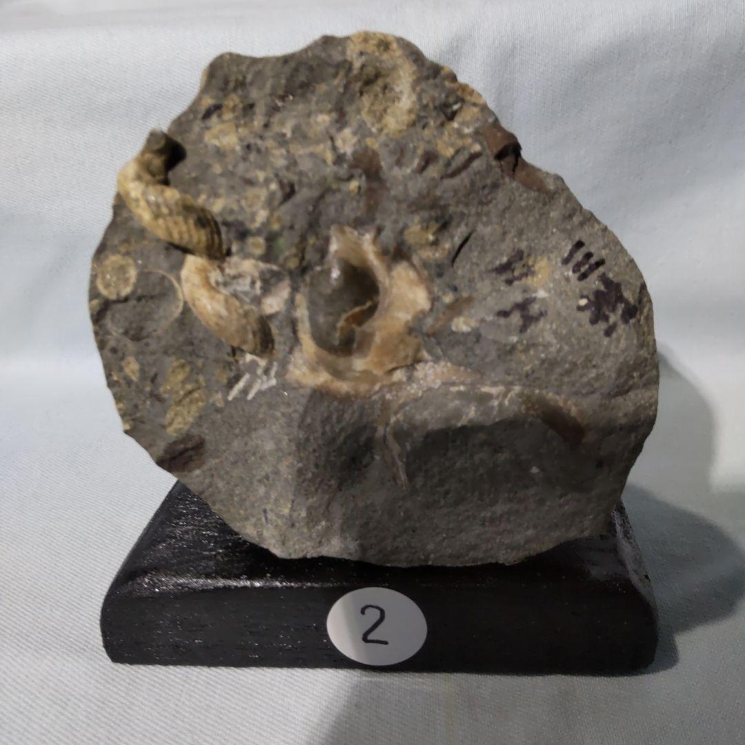 『ちび様』専用取引品、北海道アンモナイト化石　異常巻３点＋正常巻１点