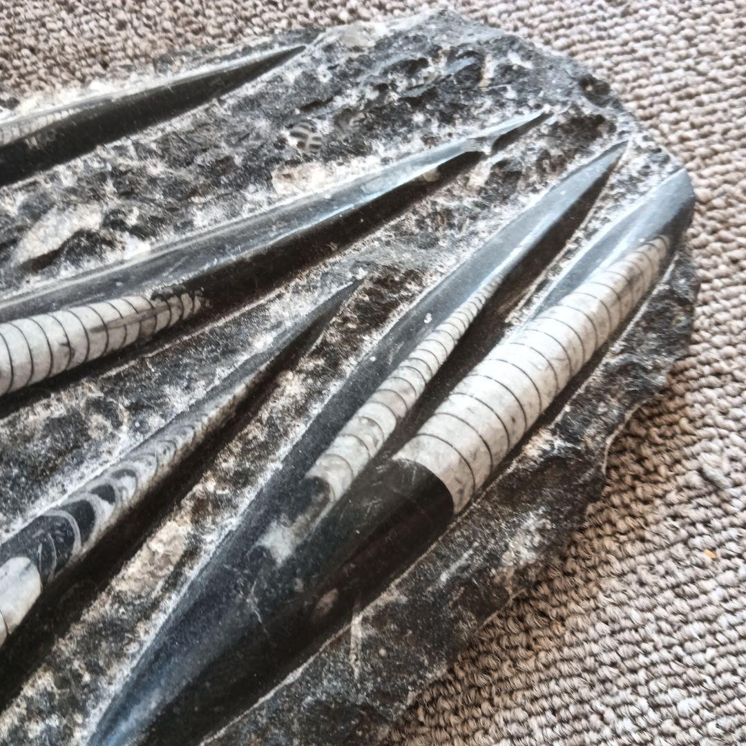 モロッコの直角石類/オルソセラス大型プレート