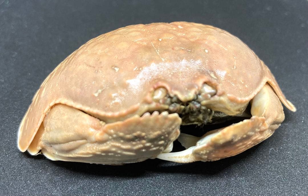 マルソデカラッパ 乾燥標本③カラッパ カニ 標本 - メルカリ