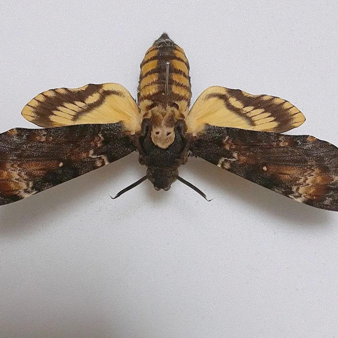 珍品】外国産蛾標本 ヨーロッパメンガタスズメ ウクライナ産 羊たちの