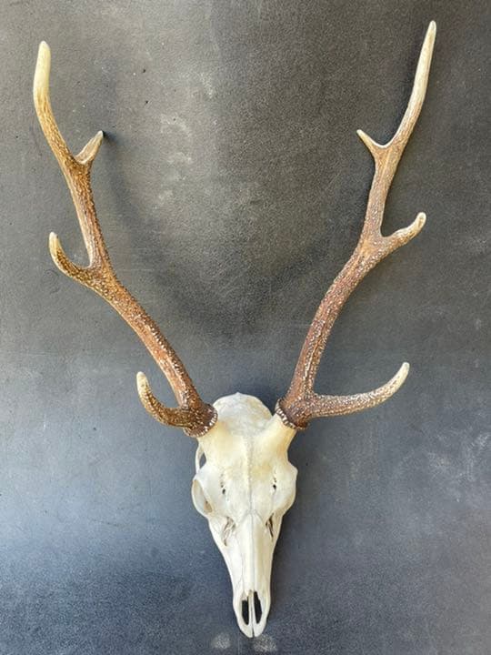 エゾジカの角 60から65センチサイズ シカの角☆約54センチ SDGs【