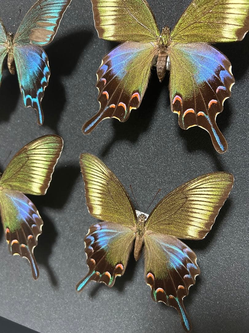 【3島セット】トカラカラスアゲハ