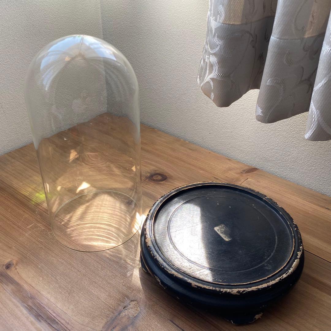 フランス ベルギー ガラスドーム 展示ケース アンティーク 古道具 木