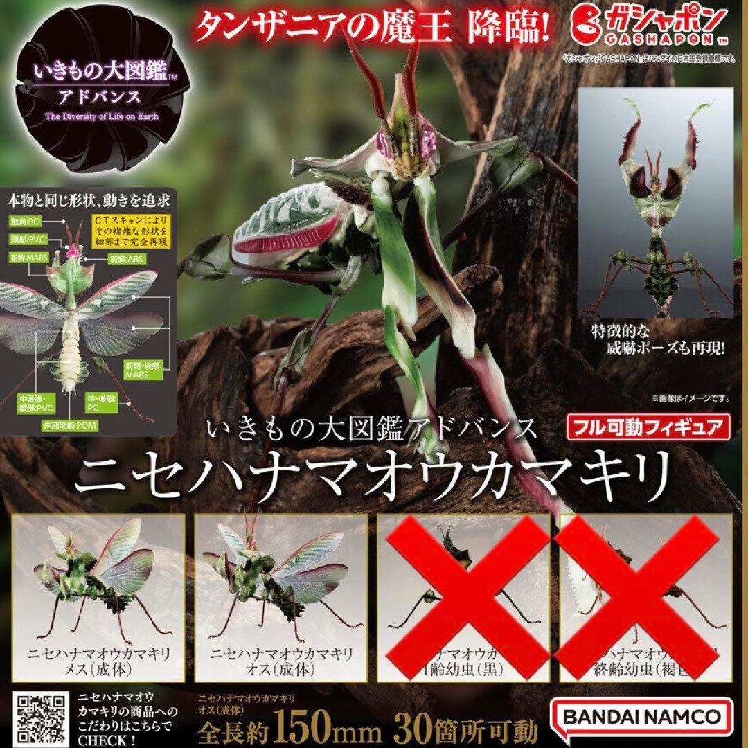 シ*ン様 いきもの大図鑑アドバンス ニセハナマオウカマキリ