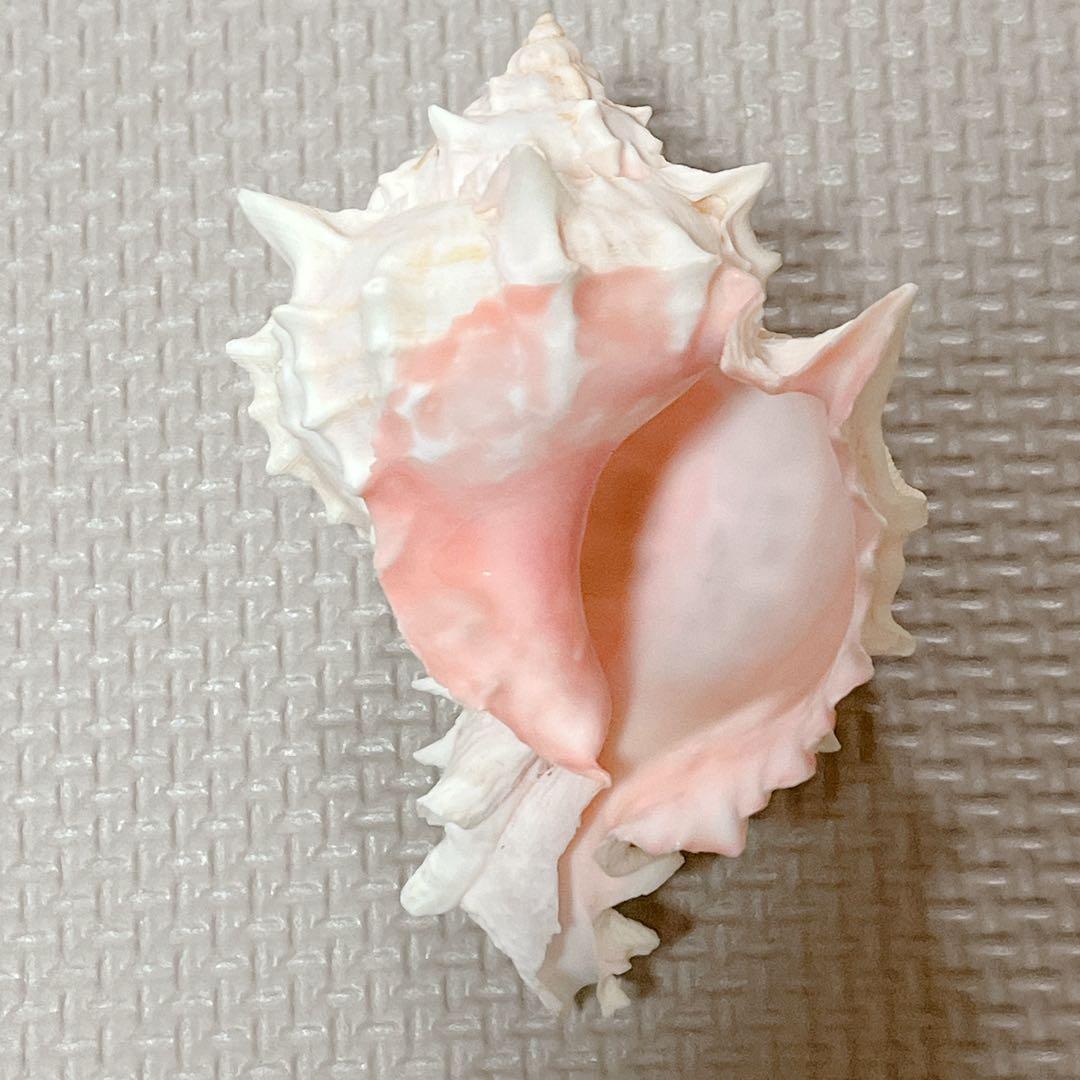 貝殻 クレナイガンゼキボラ - メルカリ
