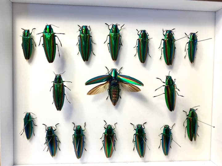 タマムシ標本セット