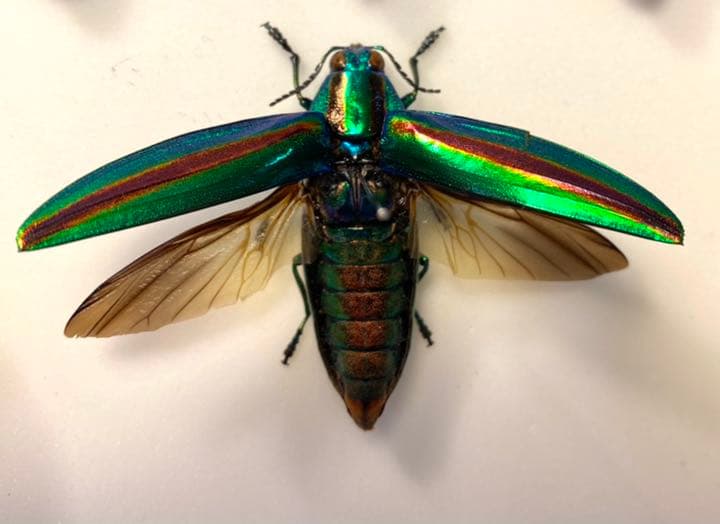 タマムシ標本セット