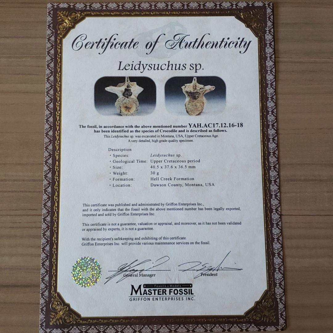 化石 白亜紀 ヘルクリーク 大型ワニ・レディスクスの脊髄