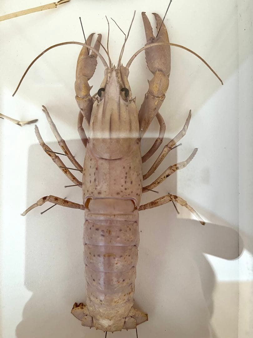 大アカザエビ ウチダザリガニ 標本3体 ドイツ箱入りの通販はau PAY