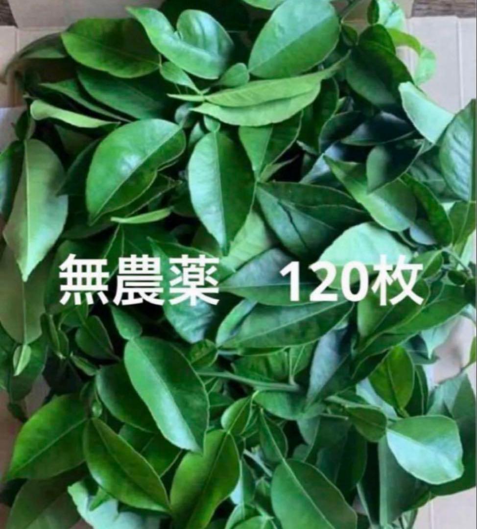 柚子の葉 無農薬ともページ 柚子の葉 無農薬 ともページ 柚子の