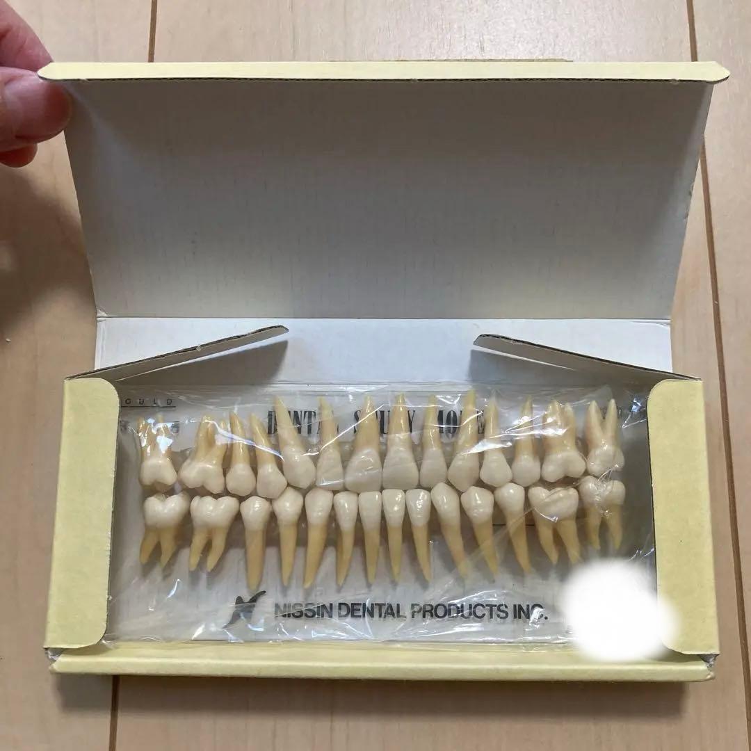 NISSIN 歯科衛生士 デンタルスタディモデル 複製根模型歯 歯牙模型