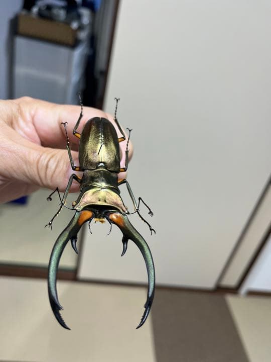 エラフスホソアカクワガタ標本99㍉修理あり - メルカリ