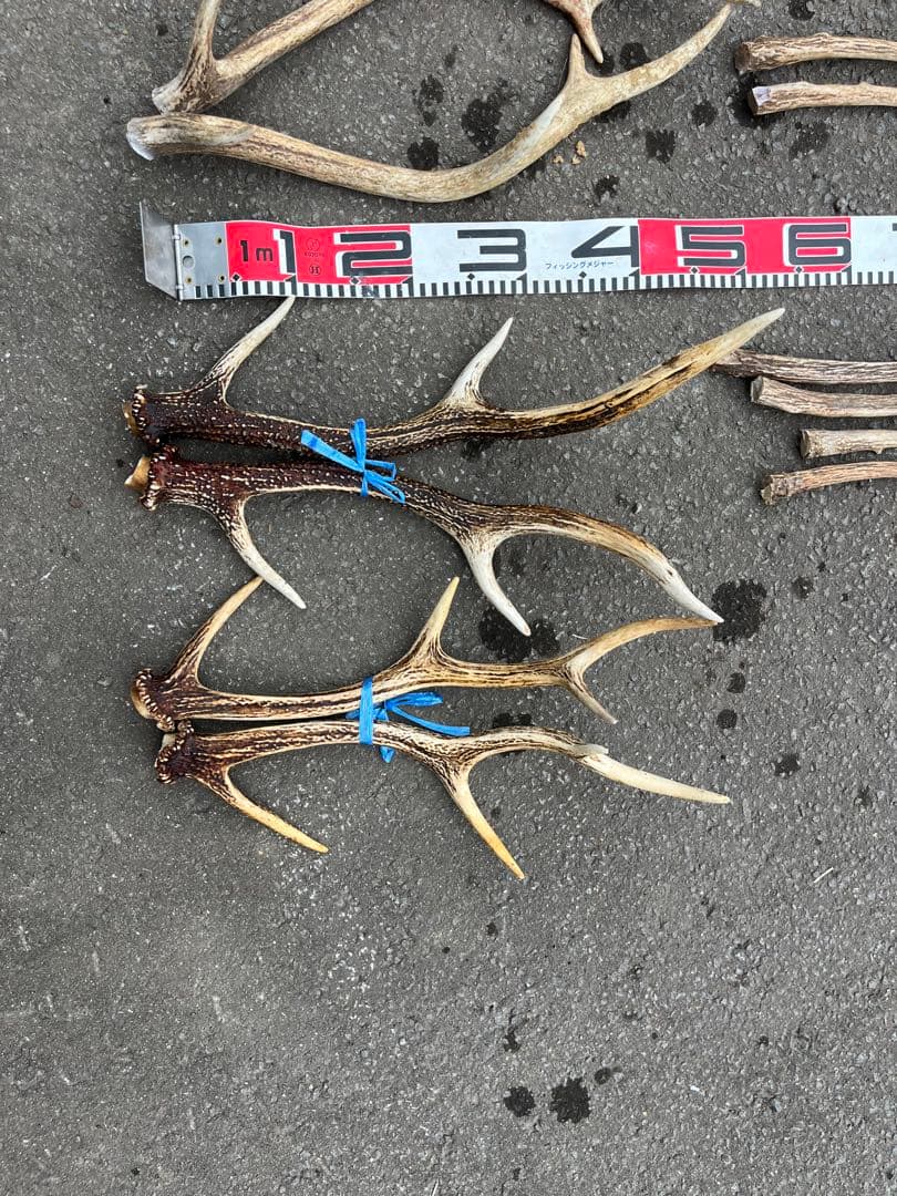 エゾシカのツノ　２