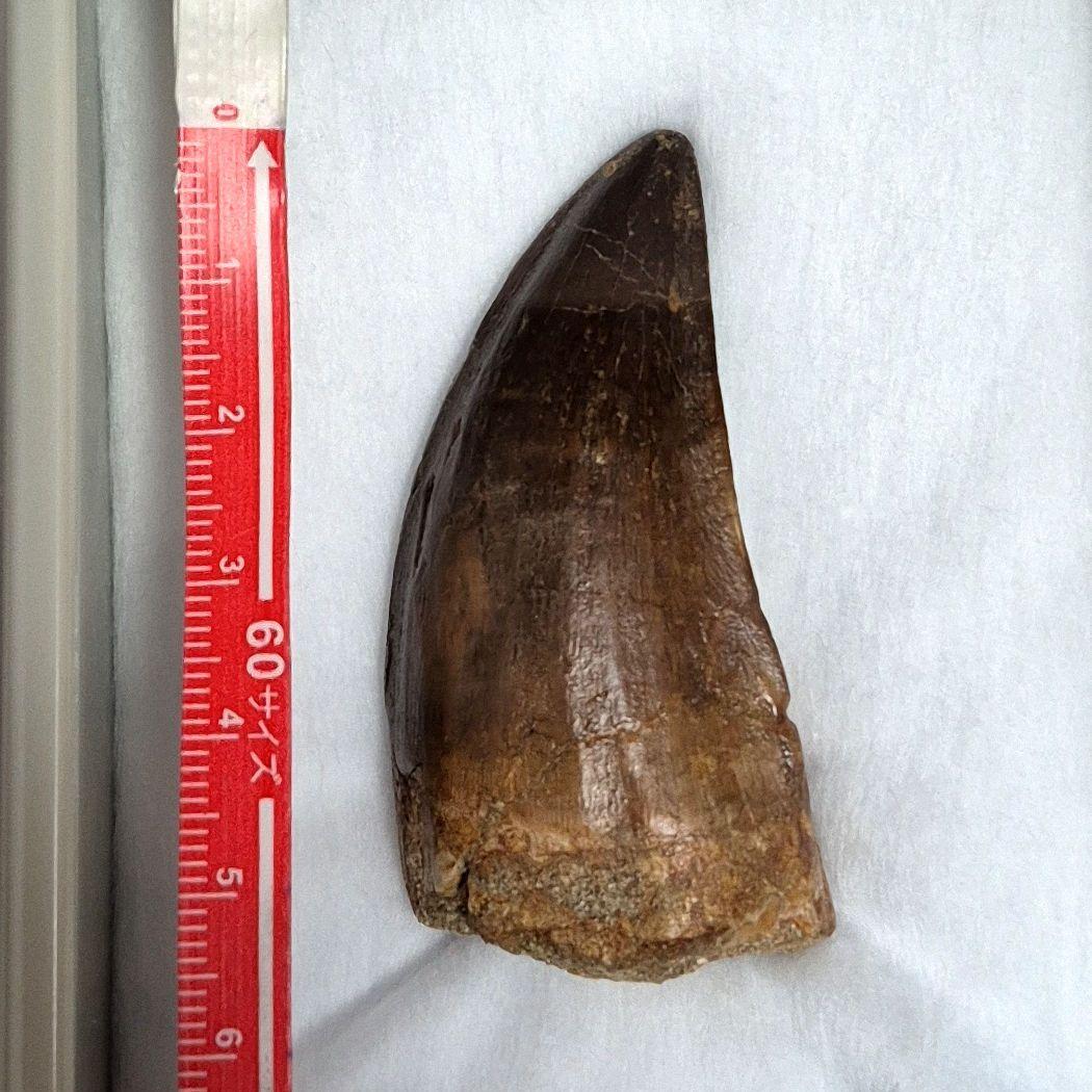 モササウルスの歯 化石 約7000万年前