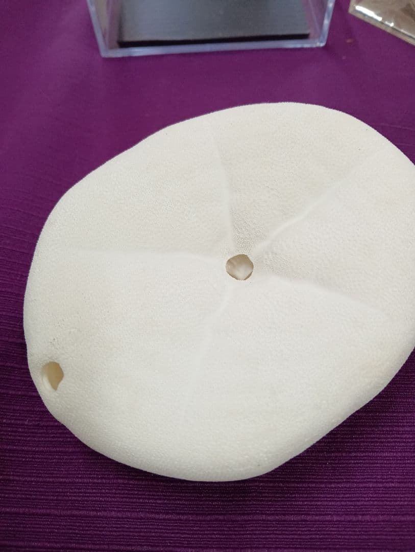 四国太平洋高知県産稀少平家蟹（蜘蛛蟹）サムライ蟹＆タコノマクラ