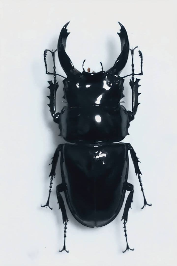 ルニフェルミヤマクワガタ野外品71mm