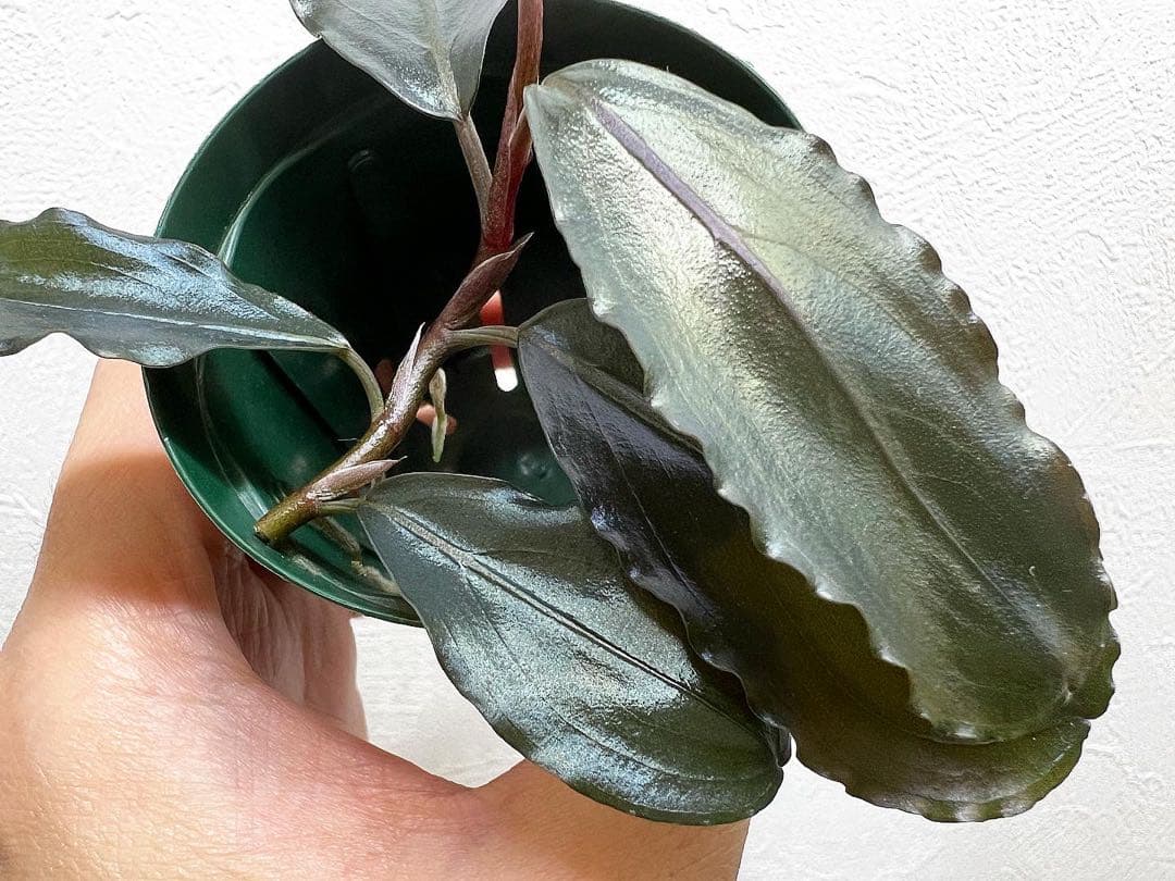 ブセファランドラ sp.ロイヤルラウンドメタリック水上葉1株