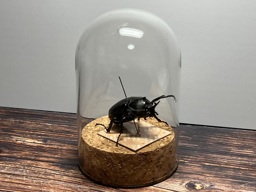 Glass Beetleヤマトカブトムシ標本 GB-002】