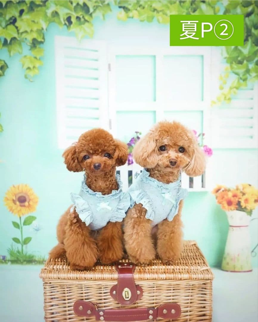 最 安値 価格ペット用品 - 背景布×5+1枚 ペット撮影用フォトブース