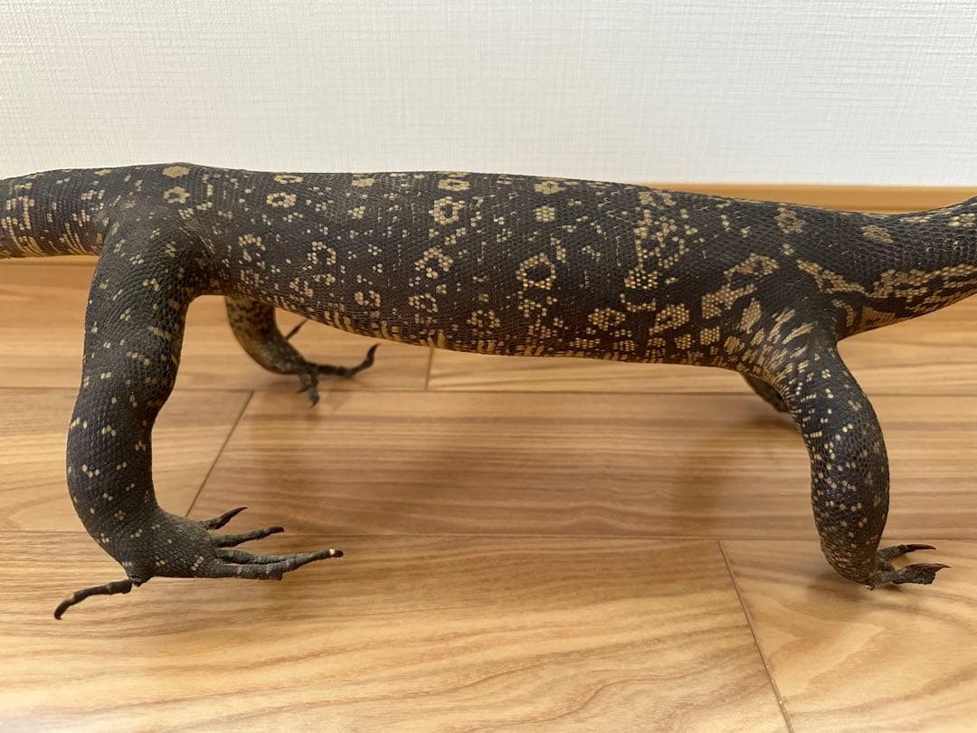 サルバトールモニターミズオオトカゲ剥製 - メルカリ