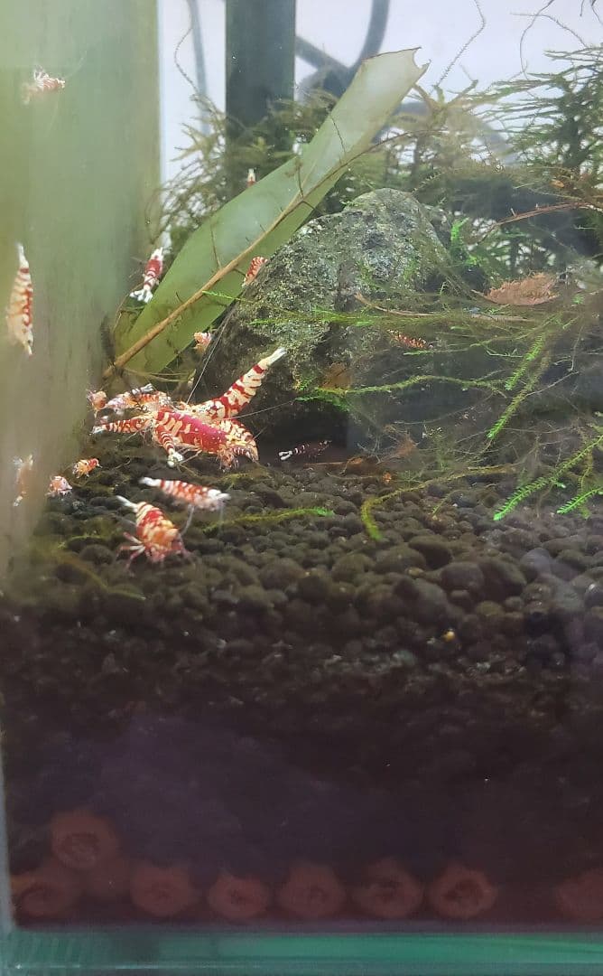 ぐんぐん玉 × ビーシュリンプ飼育用（磁性かんらん岩ボールメダカや