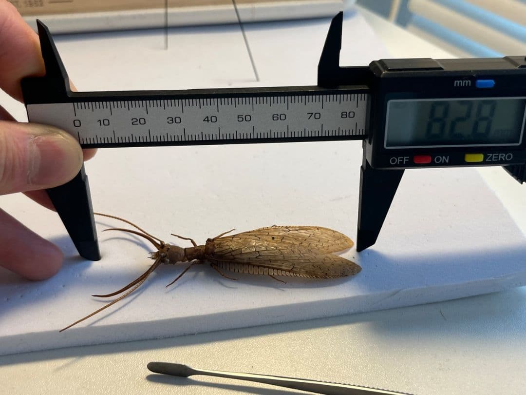 ♂】オオアゴヘビトンボ 奇蟲 タランチュラ ムカデ 標本 昆虫標本 蜻蛉