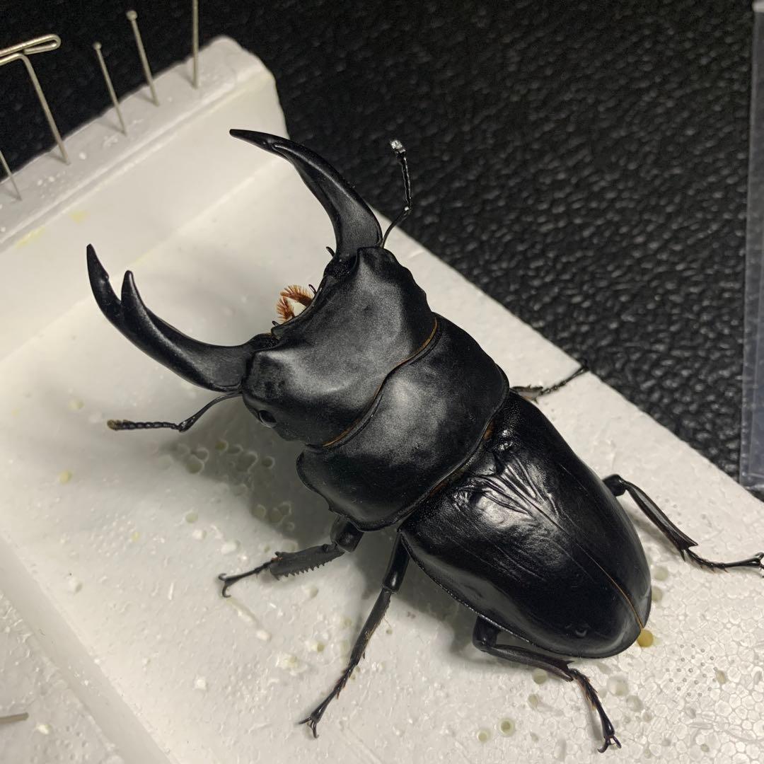 オオクワガタ 標本 死虫 能勢YG血統 脅威の88.8ミリ！の通販はau PAY