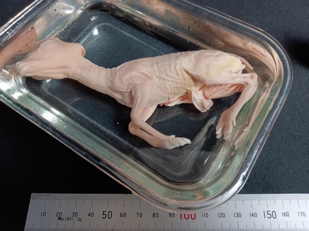 学術標本 ニホンジカ胎児♀ 頭胴長約14cm 70％エタノール浸漬標本