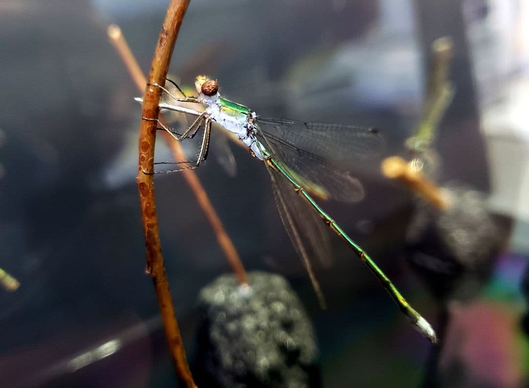 くなりみい出品 立体標本5点