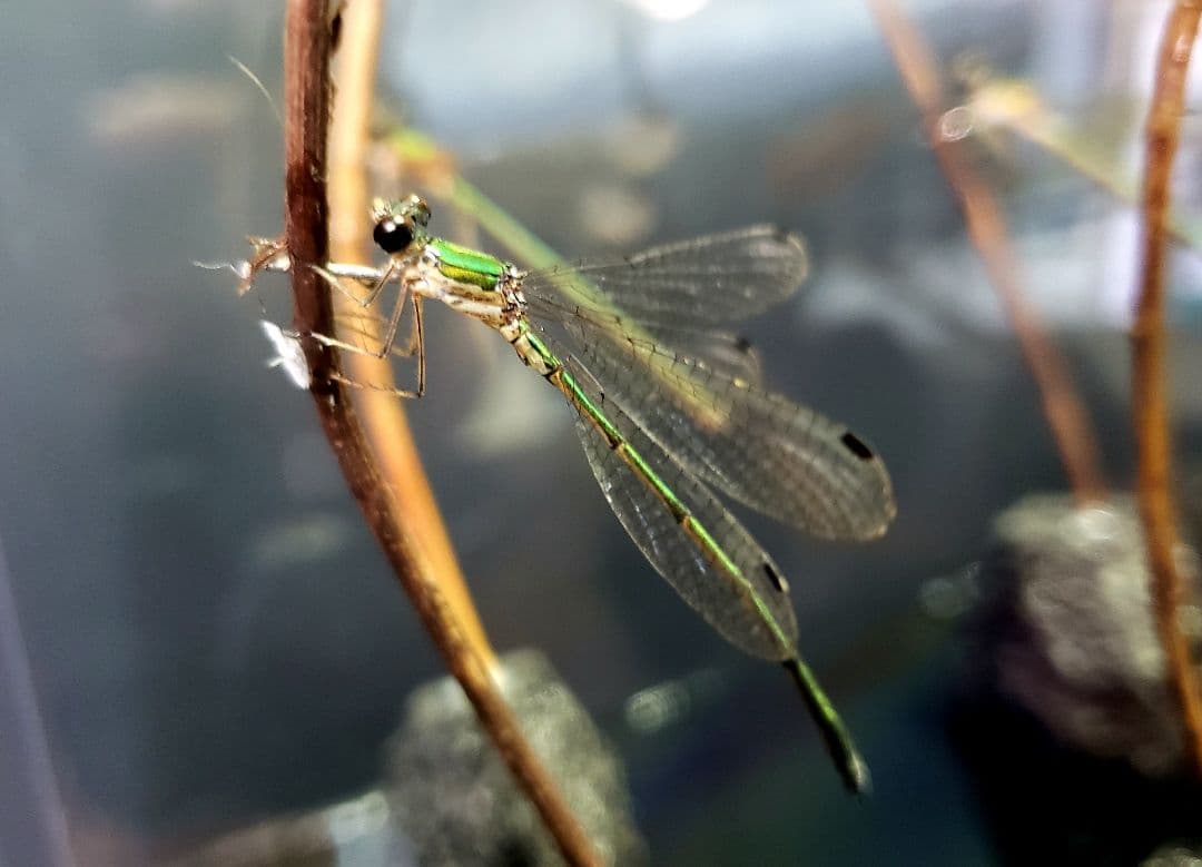 くなりみい出品 立体標本5点