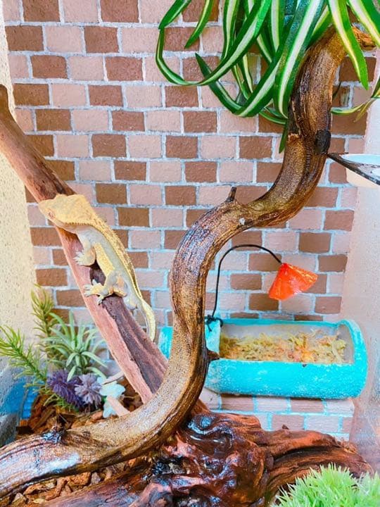 爬虫類シェルター バックボード レイアウト用品作成 ストア 爬虫類水槽