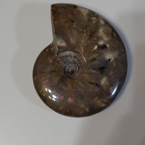 アンモナイト化石 555グラムBIG - コレクションオンライン ストア