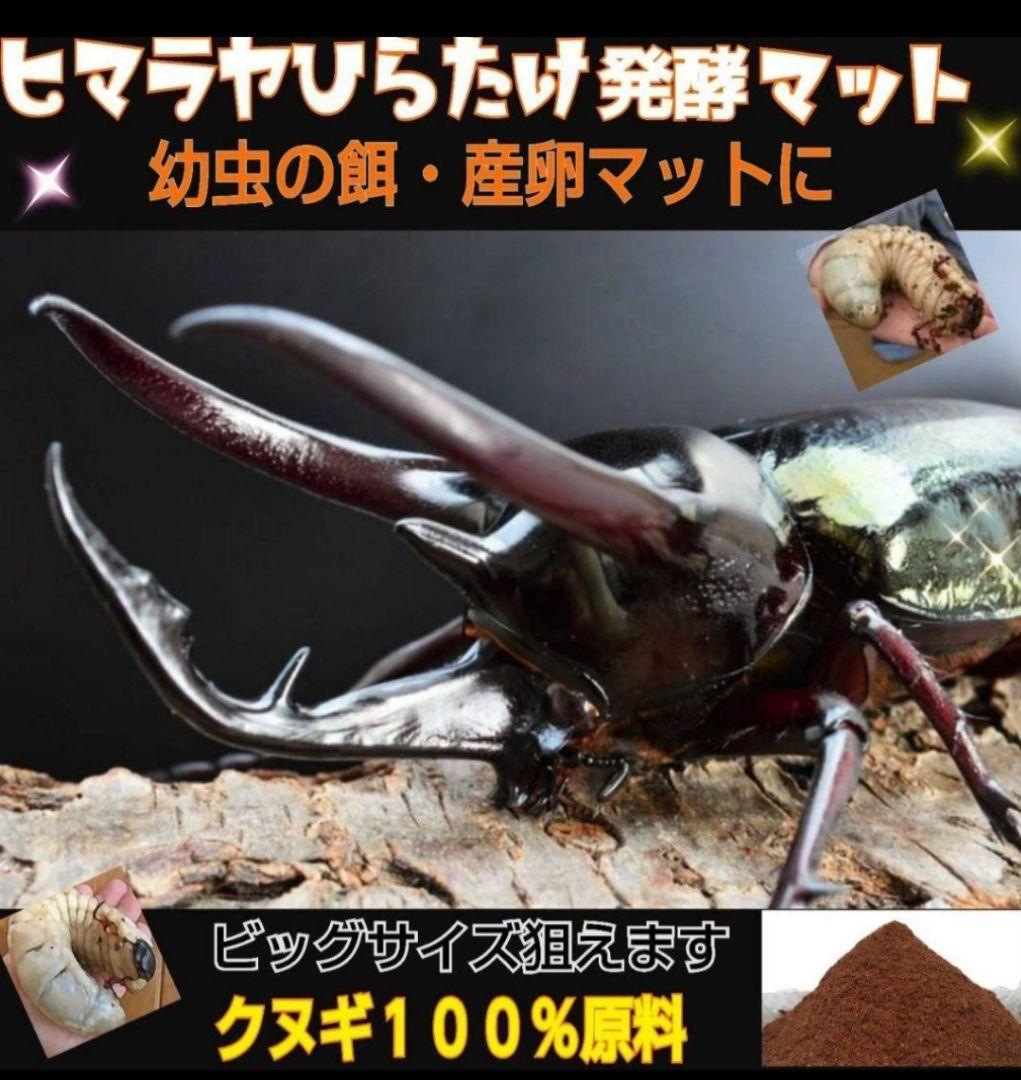 ヒマラヤひらたけ発酵カブトムシマット【60L】雑虫がわかない！幼虫の
