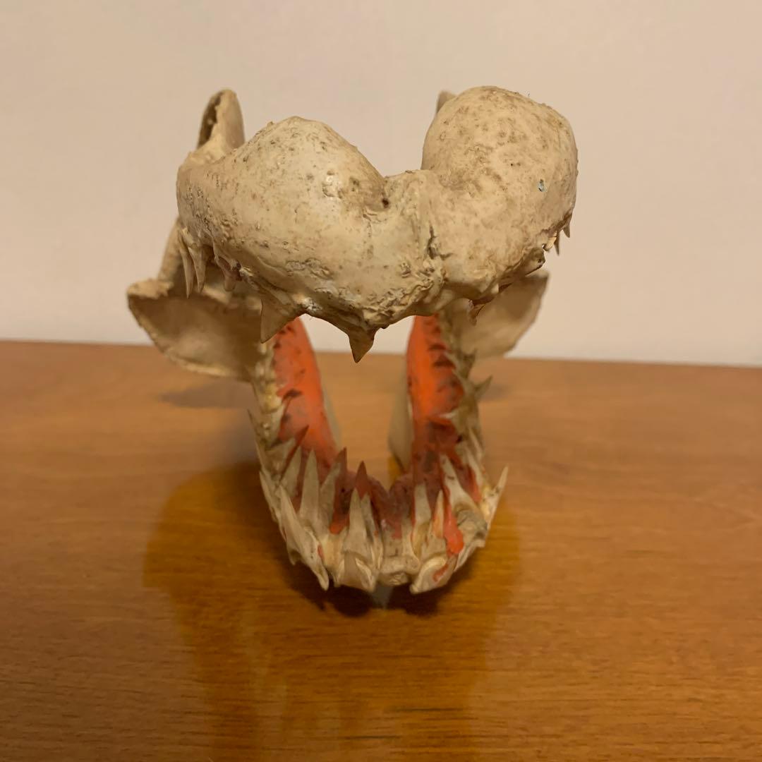 動物　歯 専門獣医師が解説するウサギ・げっ歯類の常生歯