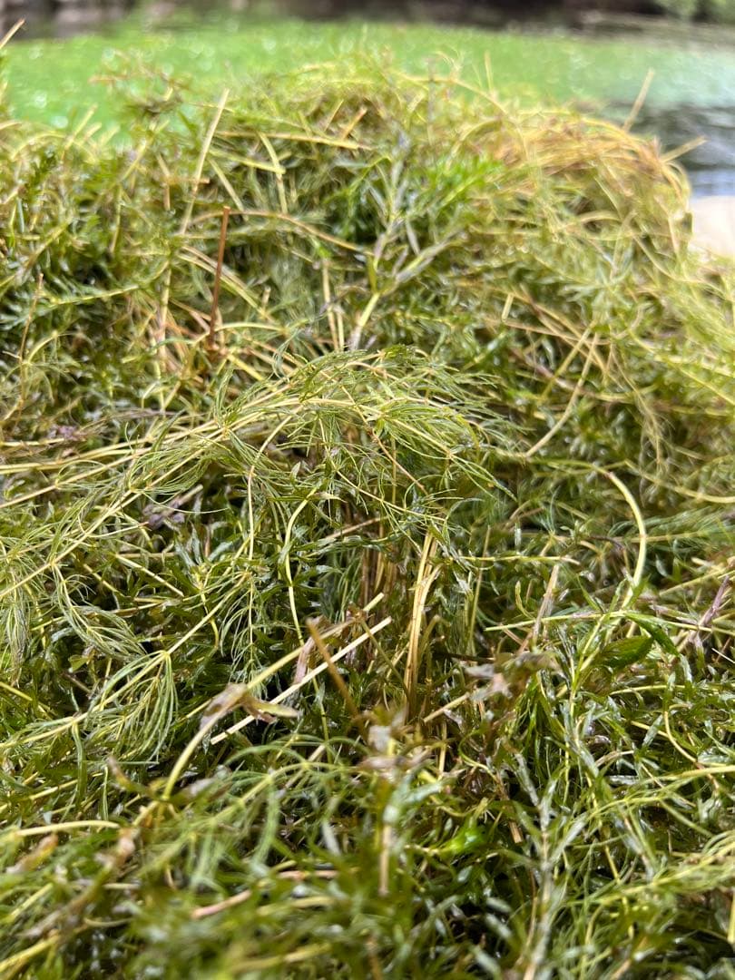 Eriocaulon.sp.parkeri ホシクサsp parkeri 水上株