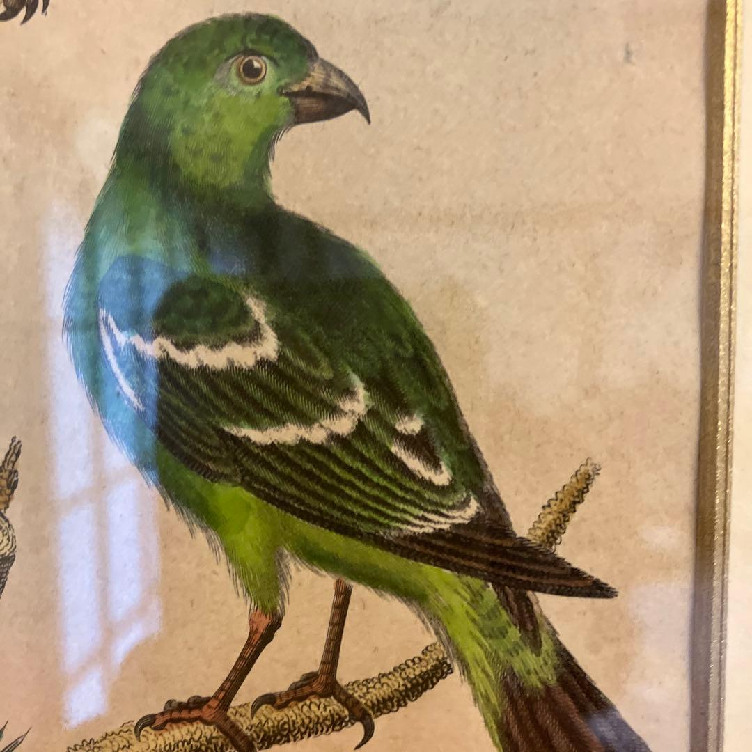 アンティーク銅版画 エキゾチックバード 19世紀初頭