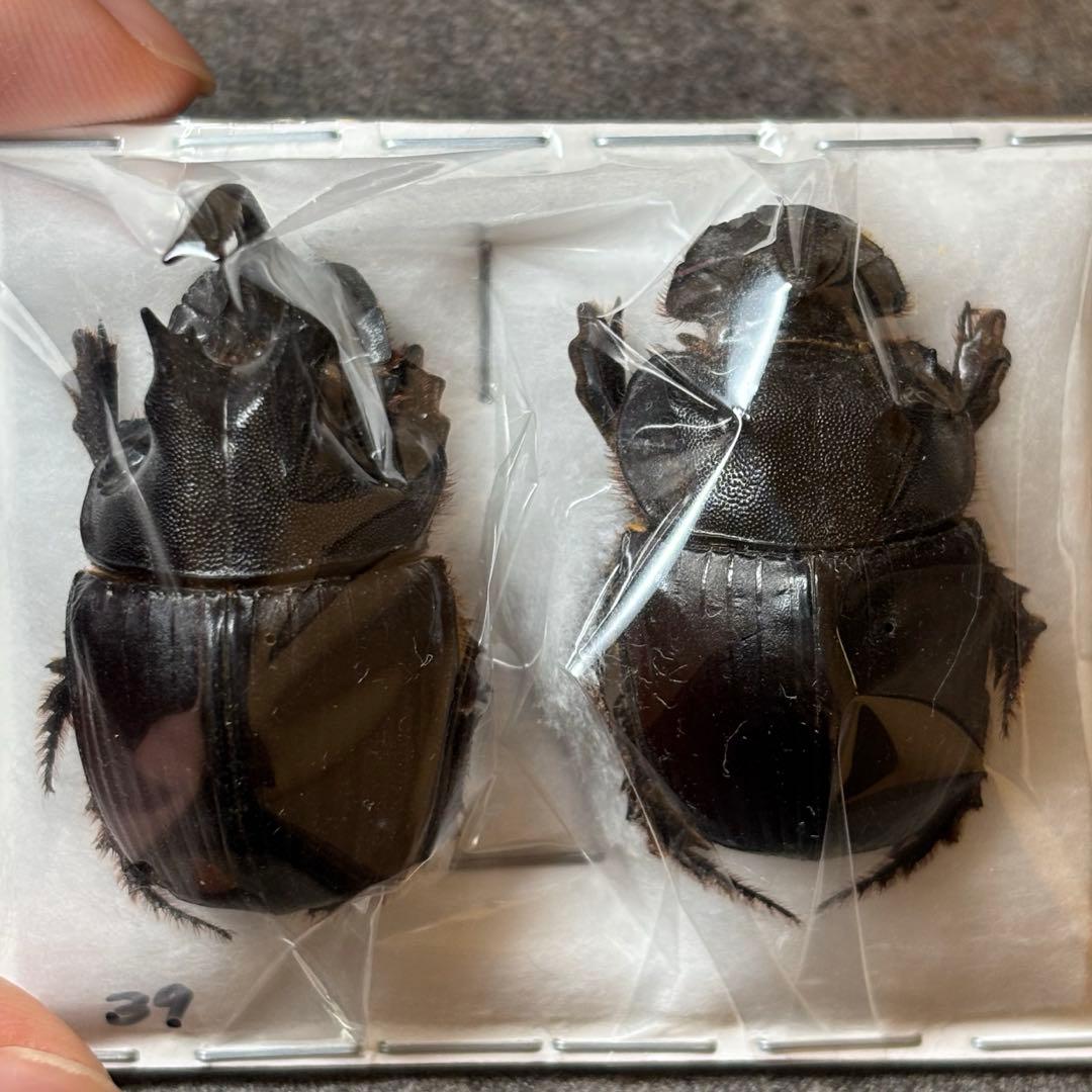 国産オオクワガタ ゴードンR00BAN