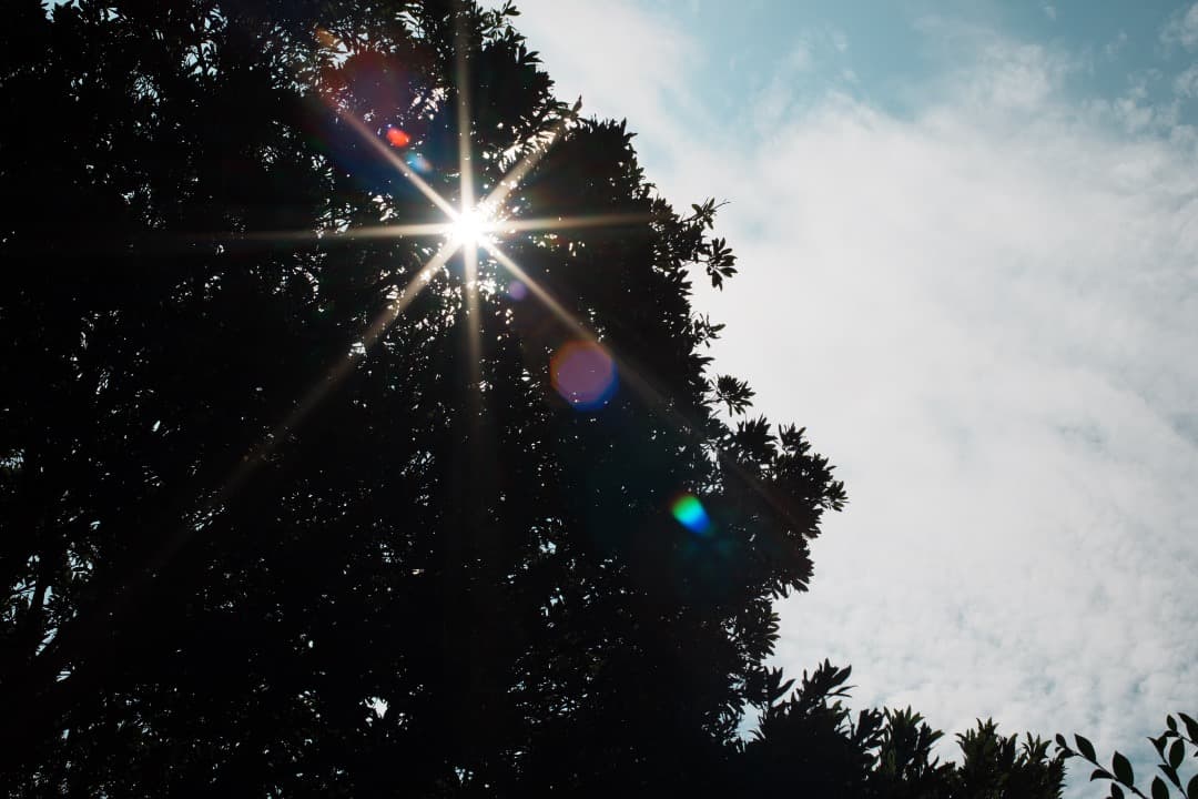 キヤノン Canon New FD 50mm F1.2 – Natural Camera / ナチュラル