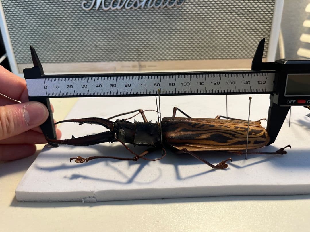 155mm程】オオキバウスバカミキリ標本 Macrodontia 昆虫標本 - メルカリ